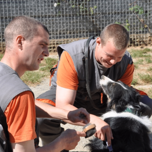 Médiation animale : Retrouver sa place dans la société Médiation animale : Retrouver sa place dans la société